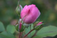 Im herbst blühen Im herbst blühen