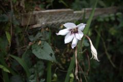 Blühen und verwelken