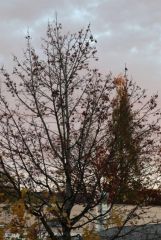 Ausgedünnt Ausgedünnt