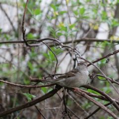 Spatz