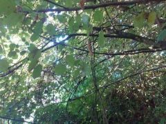 Es herb stelt Es herb stelt