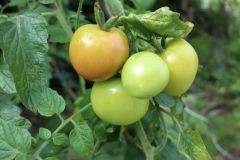 Gestriges fotoshooting Gestriges fotoshooting