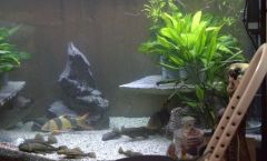 Der könig Der könig