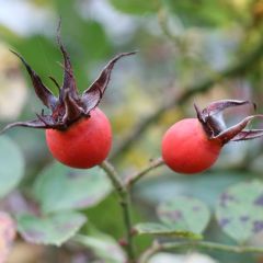 Winterfest verkapselt Winterfest verkapselt