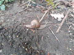 Weinbergschnecke