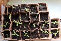 Bio tomaten