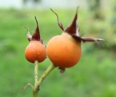 Überlebenskapseln Überlebenskapseln