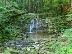 Mitten im wald