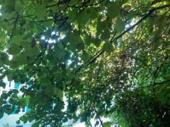 Blätterdach Blätterdach