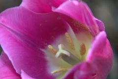 Blüte