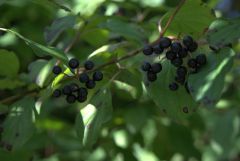 Jahresfrüchte Jahresfrüchte