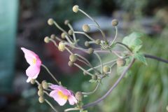 Herbst anemone