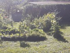 Garten im morgendunst