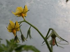 Blüten - ende september Blüten - ende september