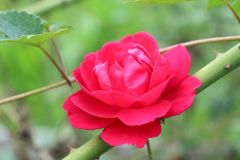 Rose marie Rose marie