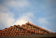 Lieber eine taube auf dem dach Lieber eine taube auf dem dach