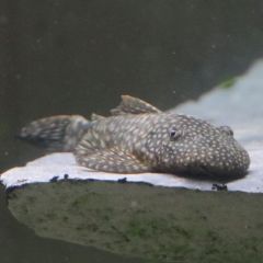 Antennenwelsweibchen Antennenwelsweibchen