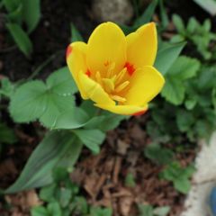 Blüte