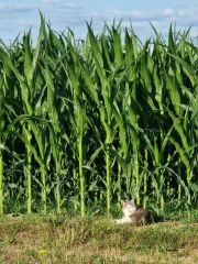 Katze im frühen morgenlicht