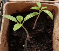 Bio tomaten pflanzl