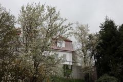 Duftende bäume