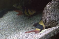 Schlafende prachtschmerle