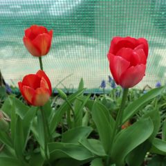 Aus meinem garten