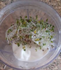 Ur brokkoli sprossen Ur brokkoli sprossen