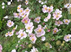 Herbstblüten Herbstblüten