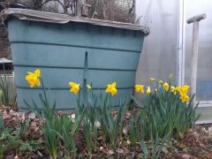 Der garten lauert