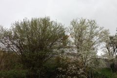 Naturgarten