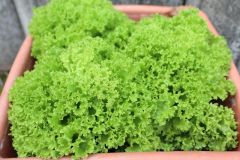 Da haben wir den salat Da haben wir den salat