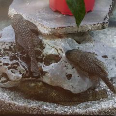 Der vertriebene Der vertriebene