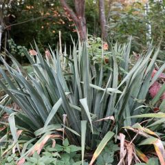 Winterfest Winterfest