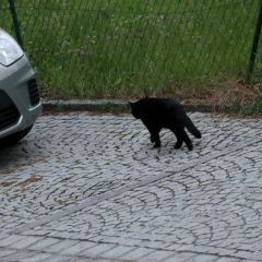 Kater mikesch