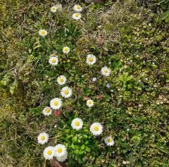 Gänseblümchen