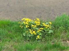 Sumpfdotterblumen