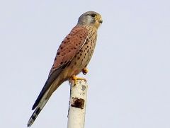 Mäusebussart Mäusebussart