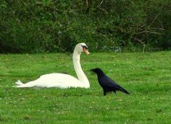 Schwan und Rabe Schwan und Rabe