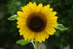 Sonnenblume Sonnenblume