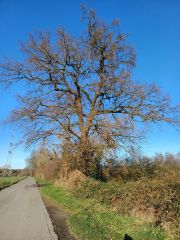 Alter Baum Alter Baum