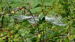 Spinnennetz Mit Tautropfen Spinnennetz Mit Tautropfen