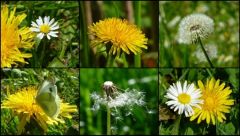 Löwenzahn Löwenzahn