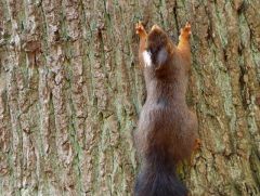 Eichhörnchen Eichhörnchen