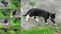 Katze spielt Mit Der Maus Katze spielt Mit Der Maus