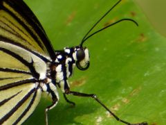 Schmetterling Schmetterling