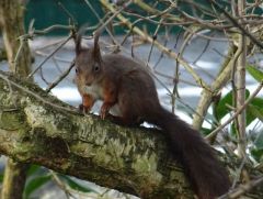 Eichhörnchen bei uns im Baum Eichhörnchen bei uns im Baum