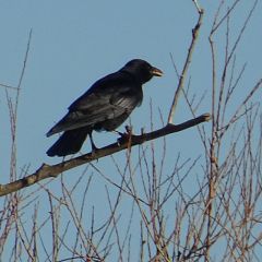 Rabe mit Körner im Schnabel Rabe mit Körner im Schnabel