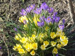 Krokus Krokus