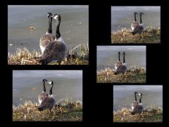 Kanadagänse Kanadagänse